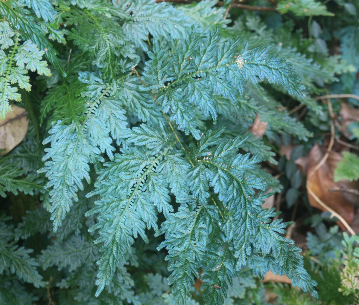 Selaginella willdenowii (Desv.) Baker